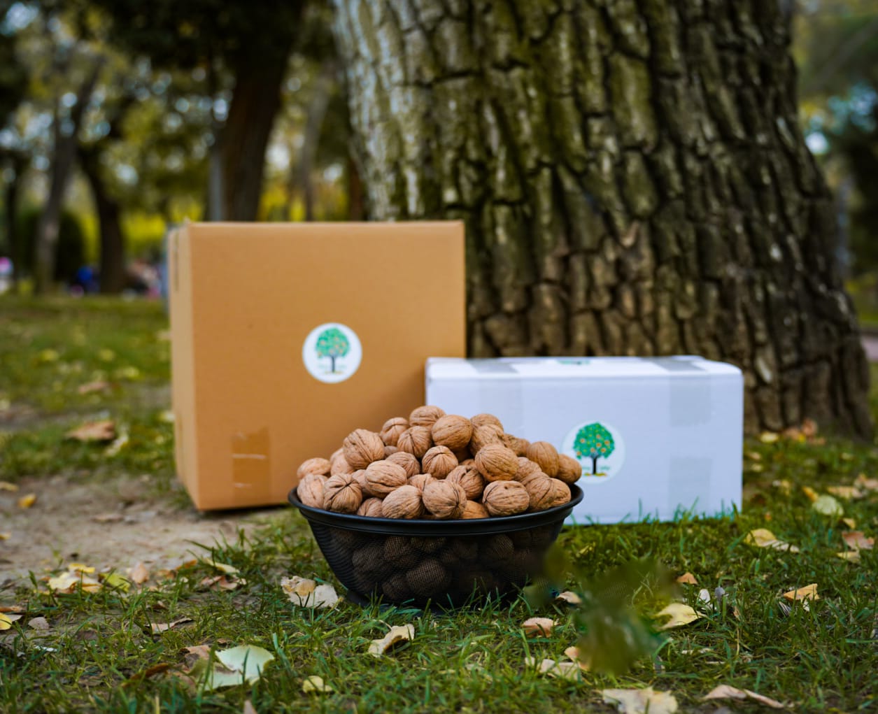 Chandler cevizi ince kabuklu doğal ceviz – Dolgun ic”